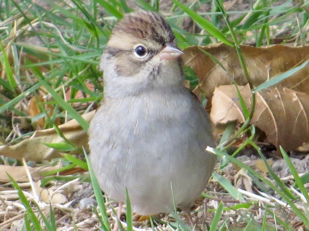 Chipping Sparrow - ML643504469