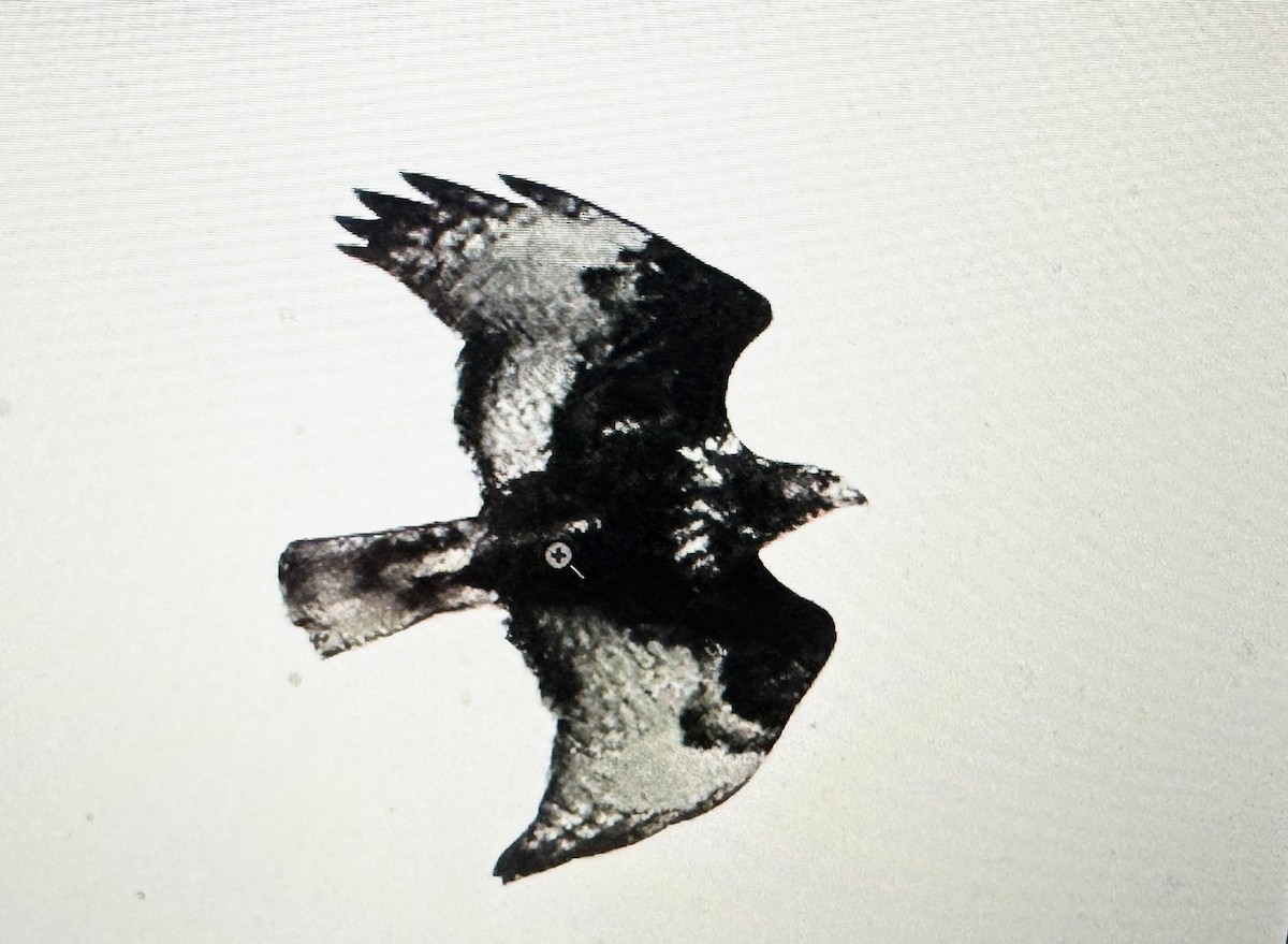 Red-tailed Hawk (Harlan's) - ML643504470