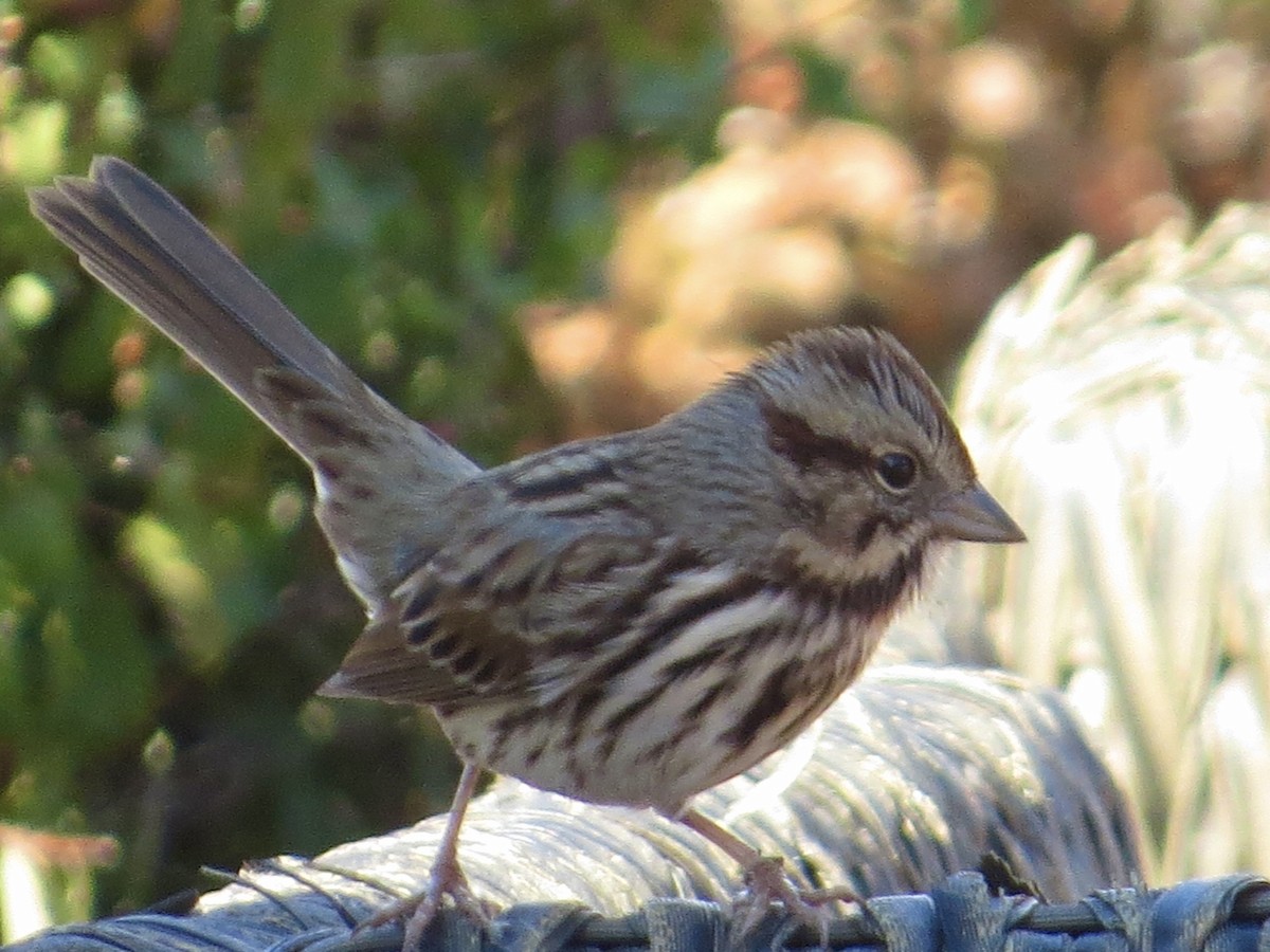 Song Sparrow - ML643504474
