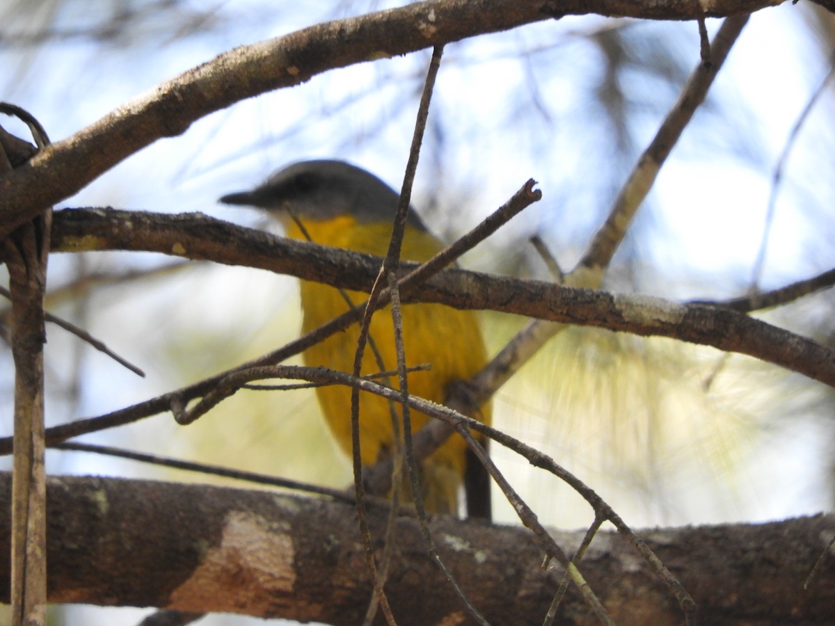 Eastern Yellow Robin - ML643504475
