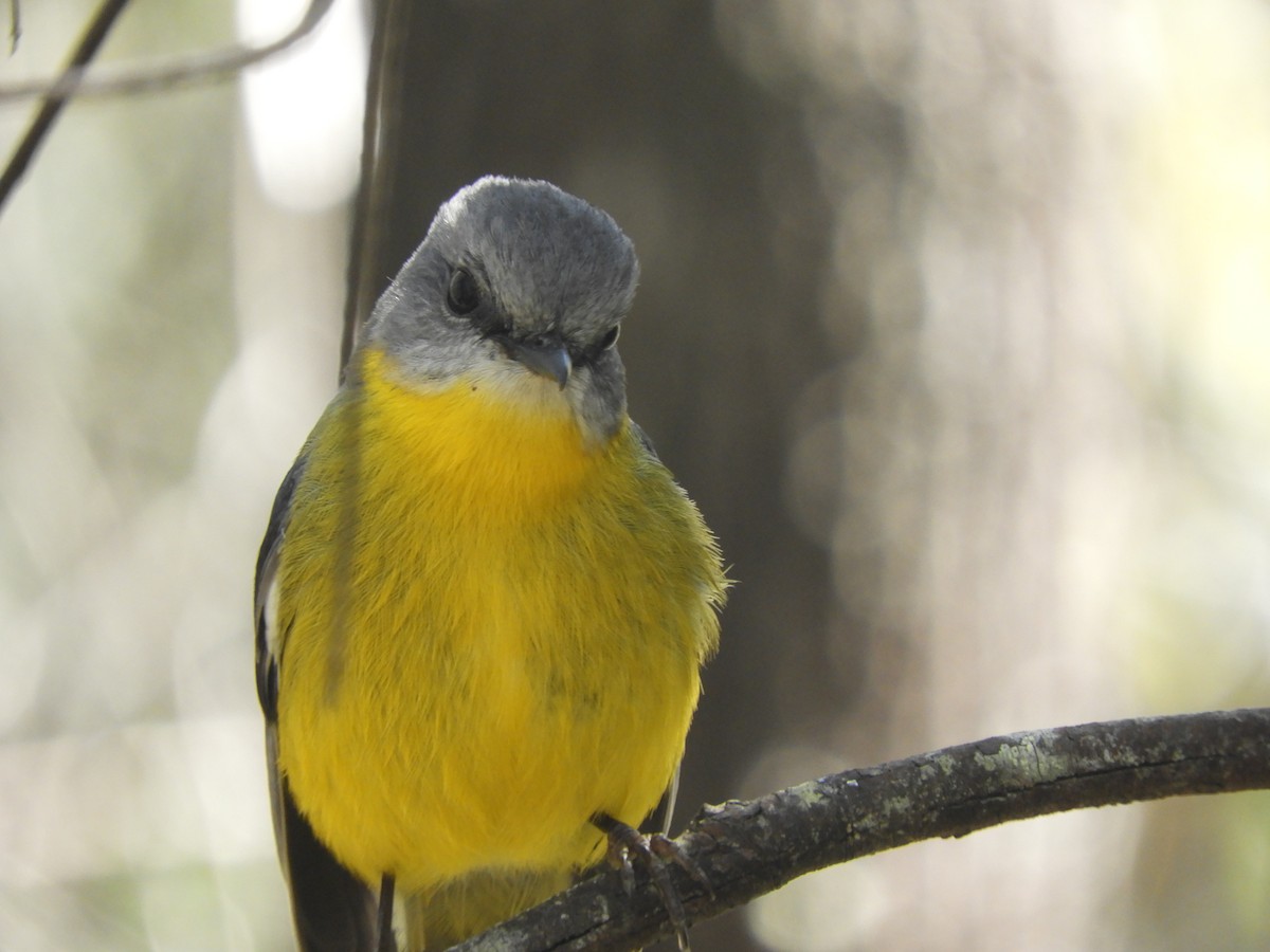 Eastern Yellow Robin - ML643504476