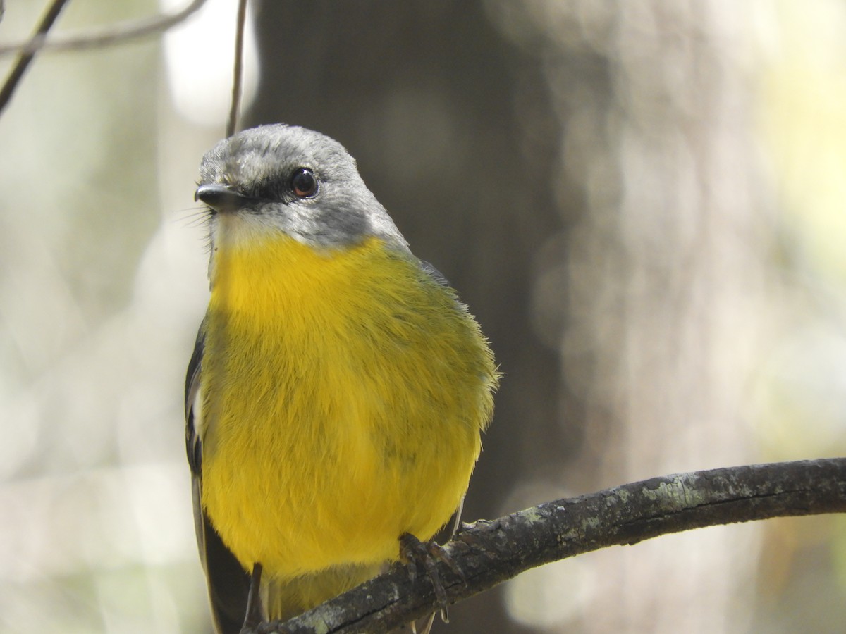 Eastern Yellow Robin - ML643504477