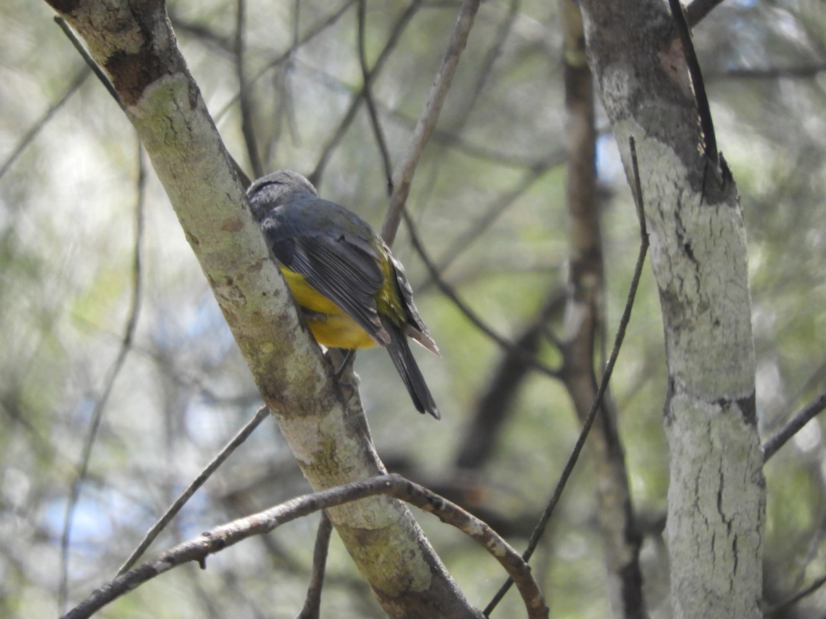 Eastern Yellow Robin - ML643504478
