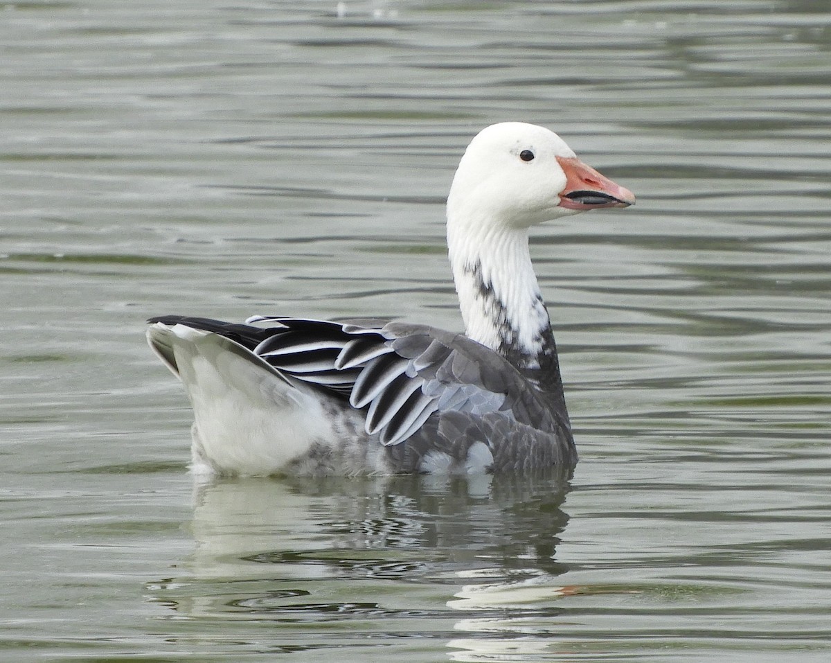 Snow Goose - ML643504480