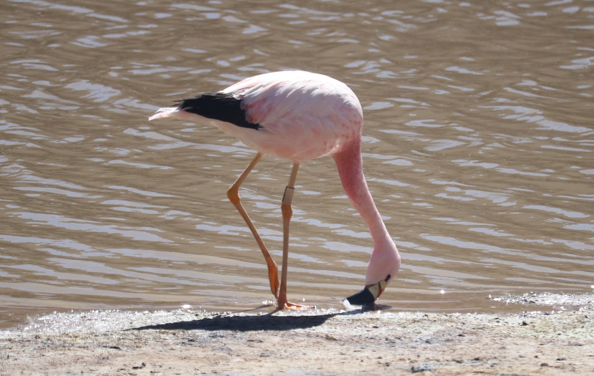 Andean Flamingo - ML643504491