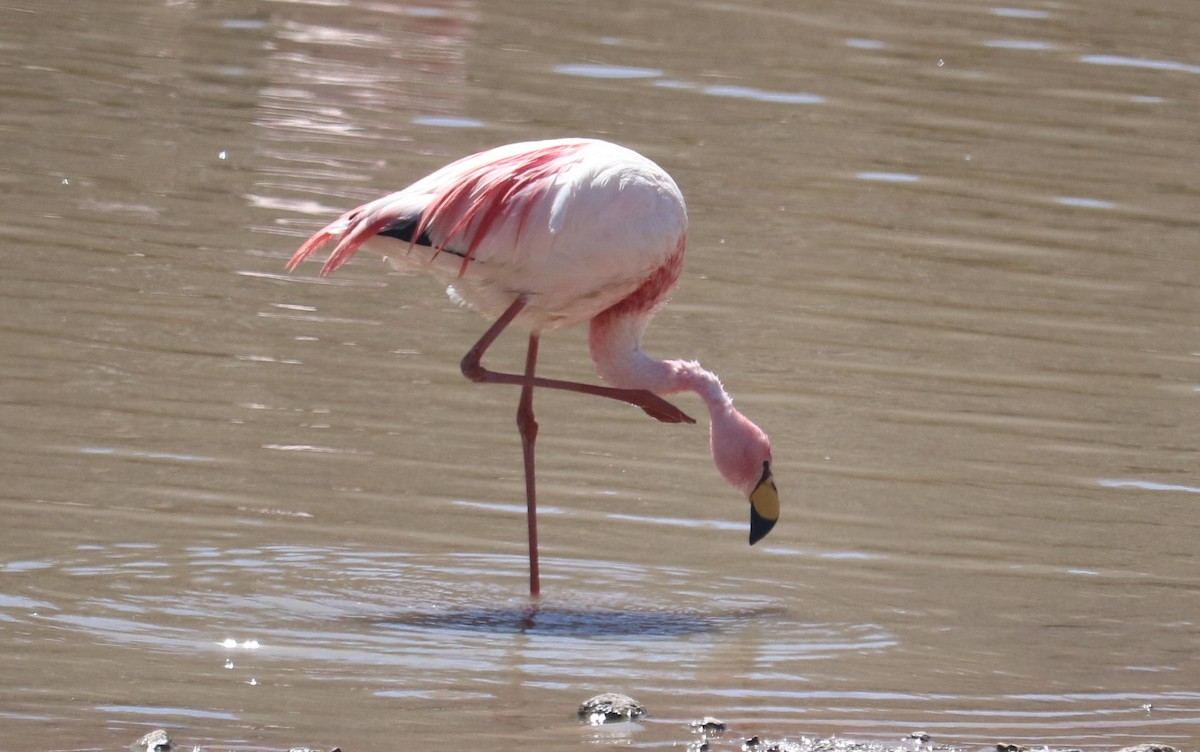 James's Flamingo - ML643504505