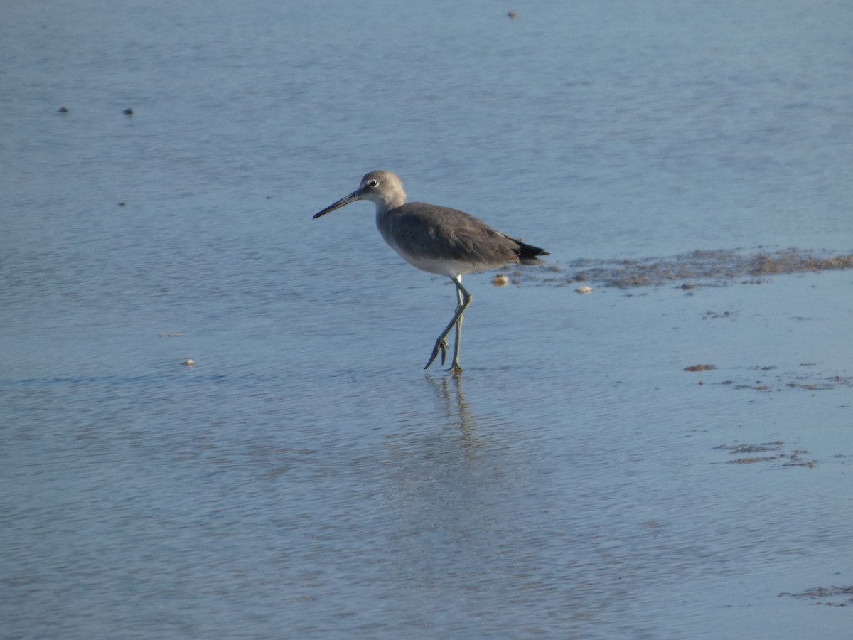 Willet - ML643504506