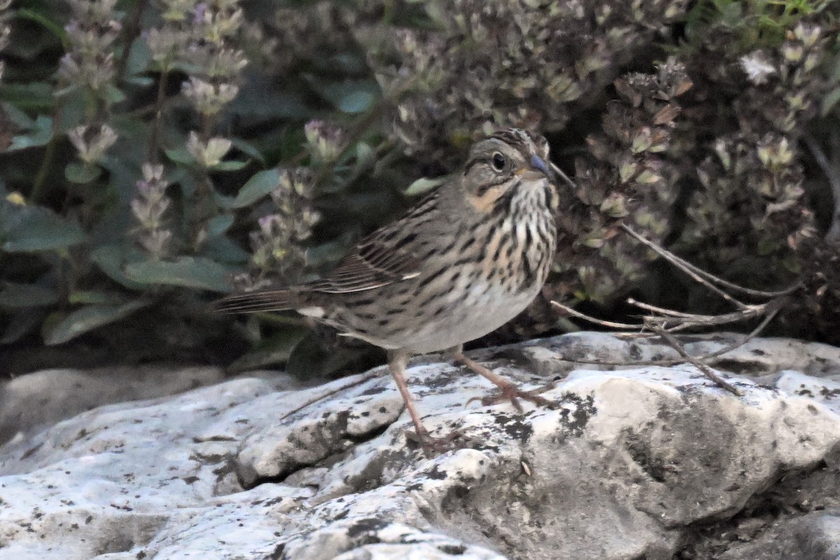 Lincoln's Sparrow - ML643504530