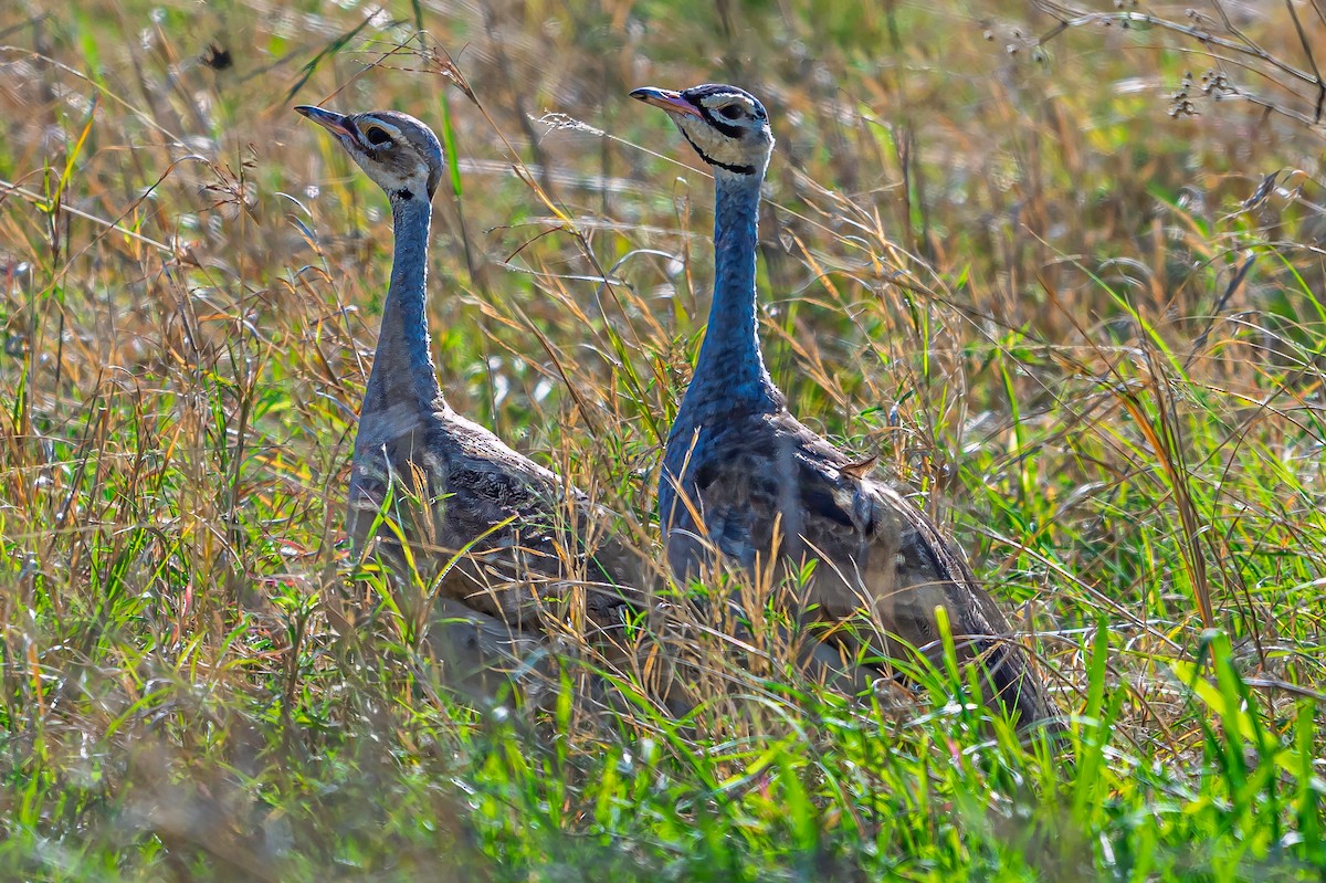White-bellied Bustard - ML643504532