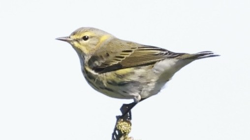Cape May Warbler - ML643504560