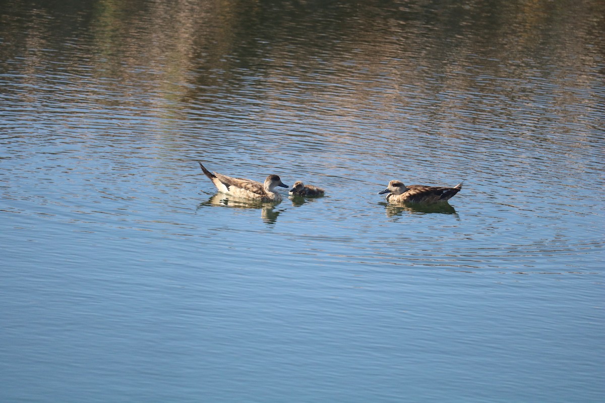 Crested Duck - ML643504563