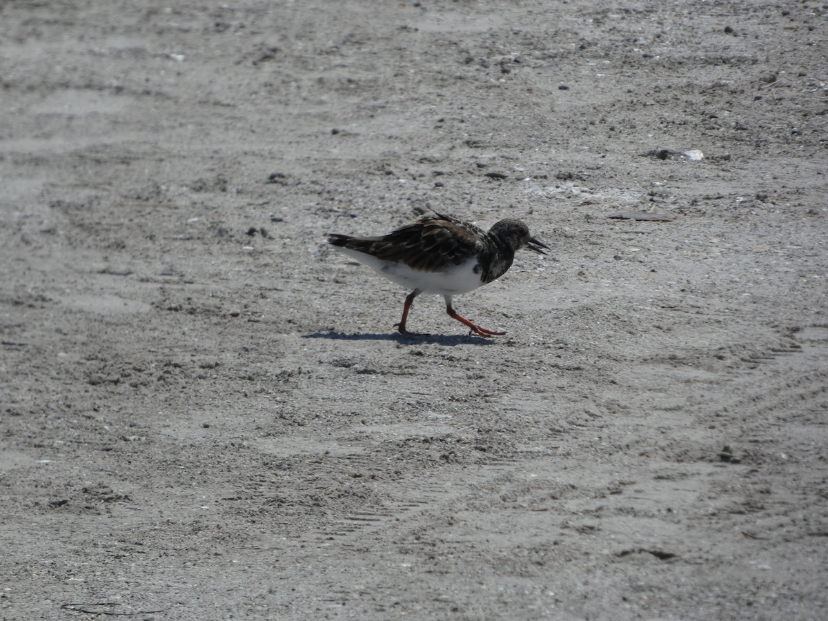 Ruddy Turnstone - ML643504579
