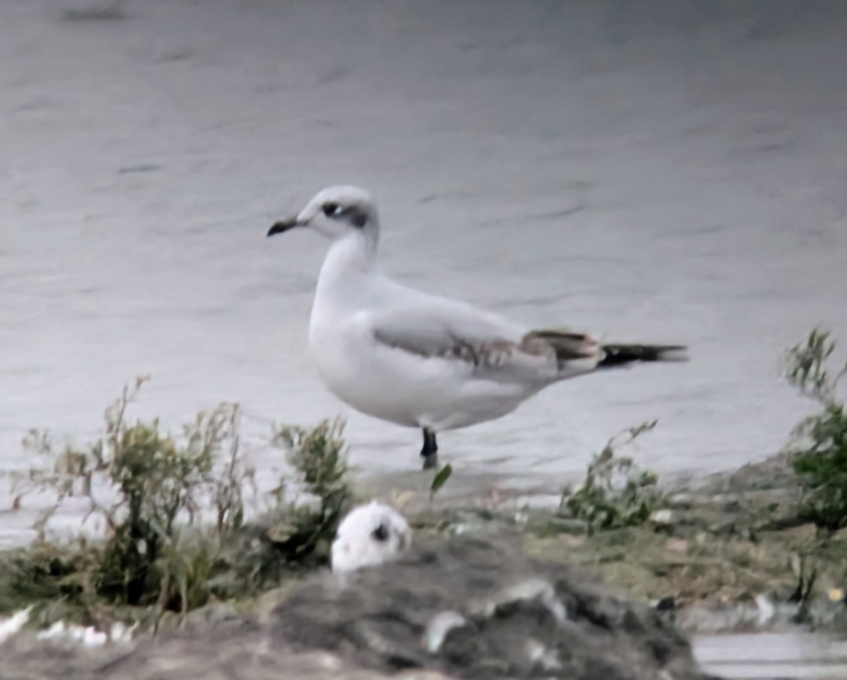 Mediterranean Gull - ML643504603