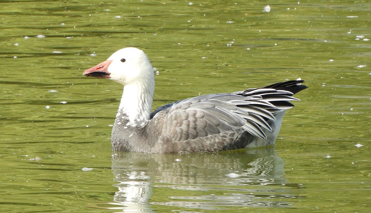 Snow Goose - ML643504619
