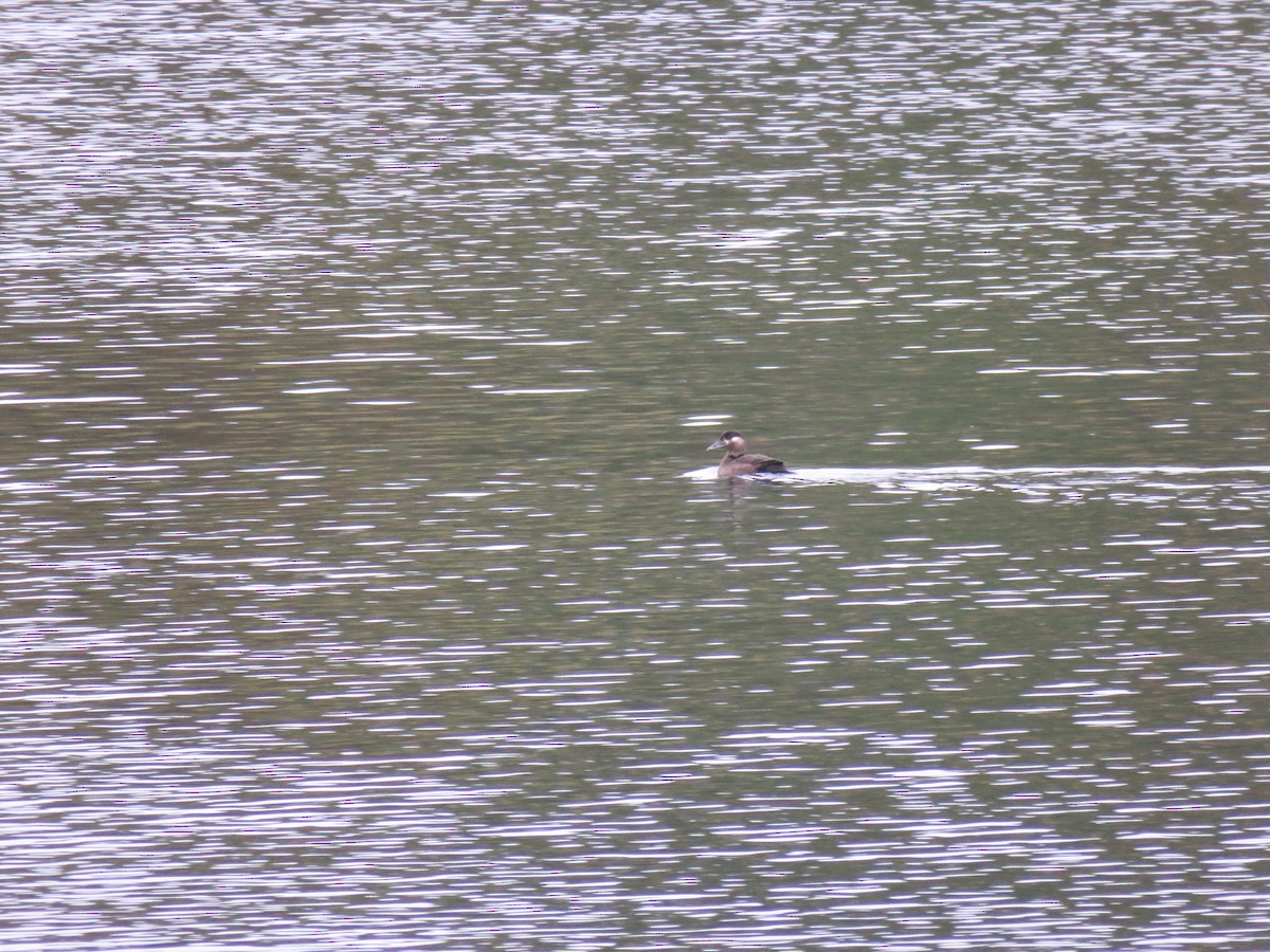 Surf Scoter - ML643504620