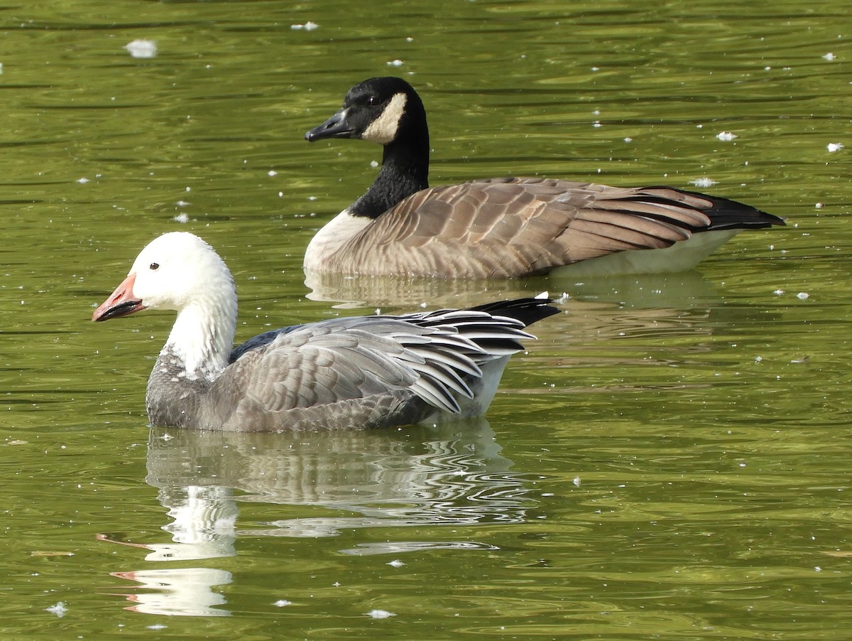 Snow Goose - ML643504621