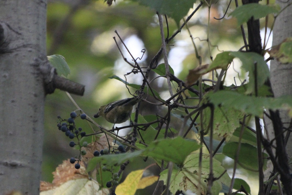 Bay-breasted Warbler - ML643504624