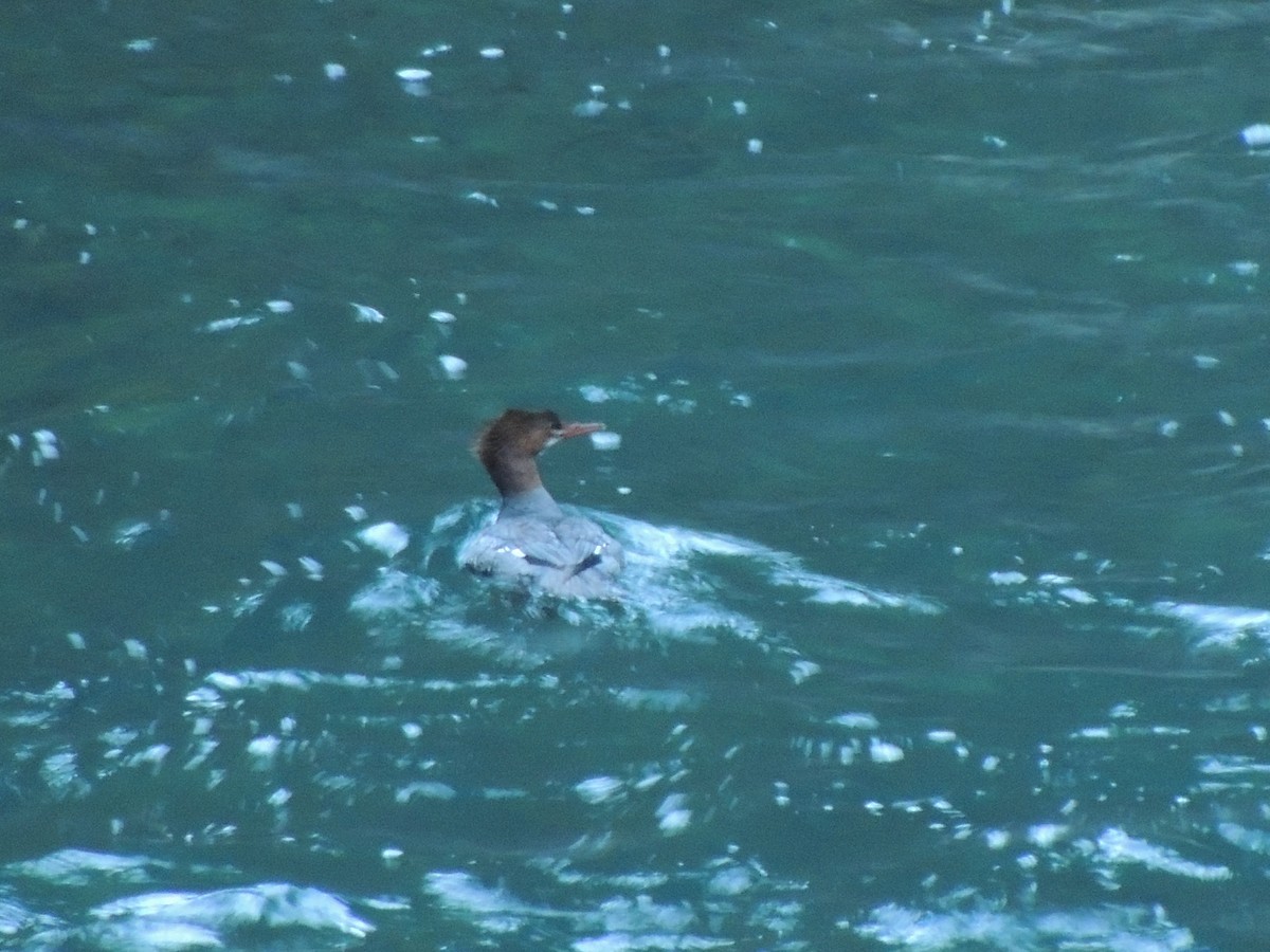 Common Merganser - ML643504627