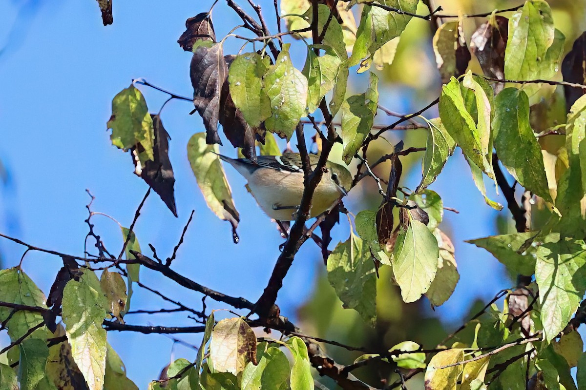 Bay-breasted Warbler - ML643504628