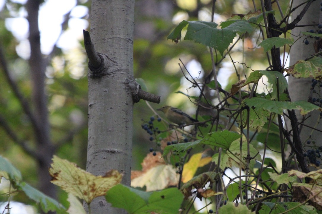 Bay-breasted Warbler - ML643504632
