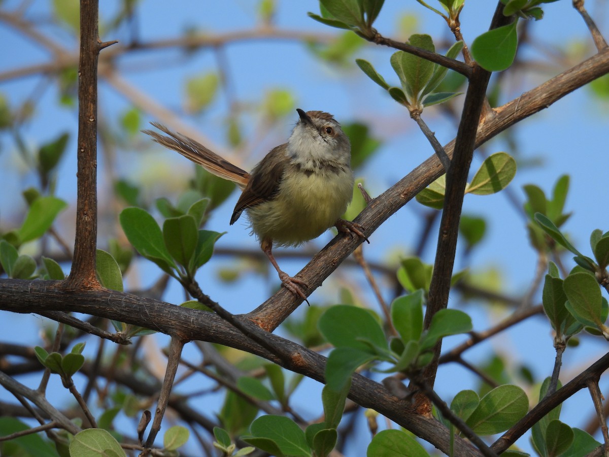 Black-chested Prinia - ML643504635