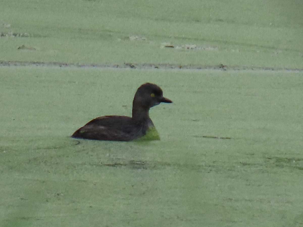 Least Grebe - ML643504655