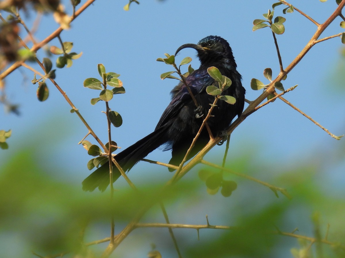 Common Scimitarbill - ML643504660
