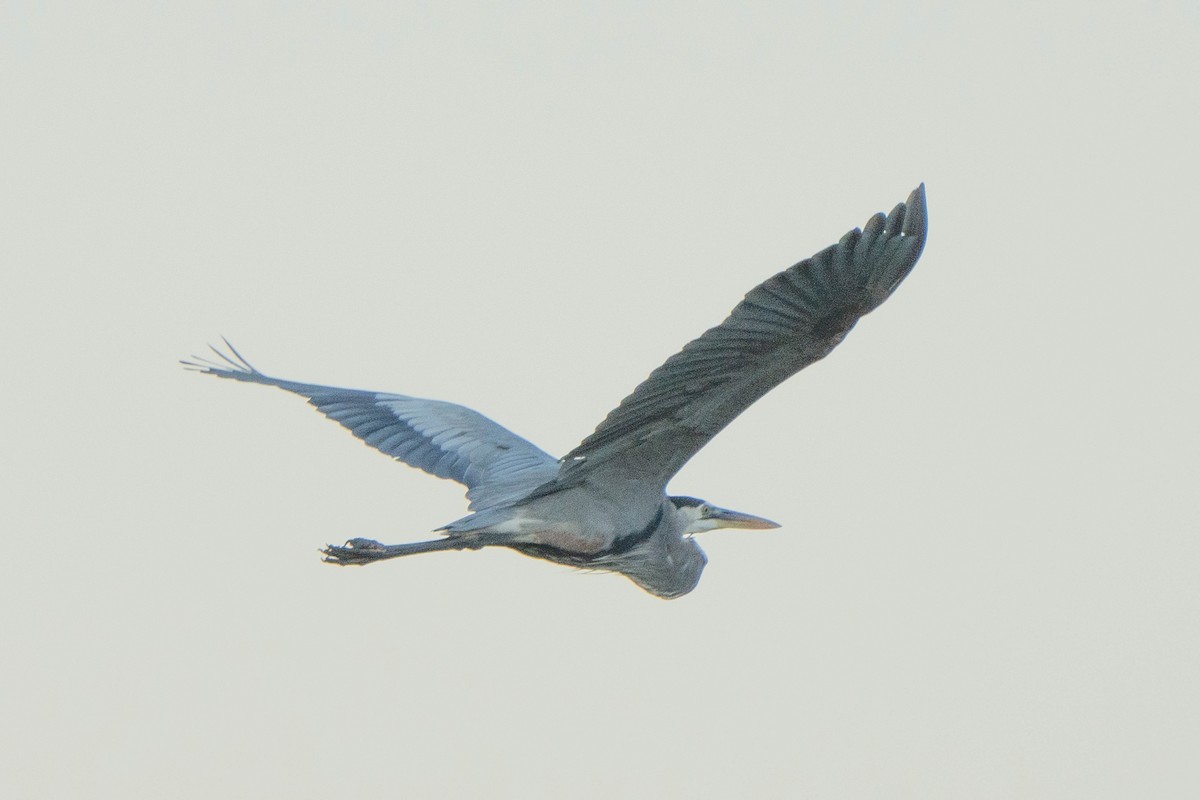 Garza Azulada - ML643504665