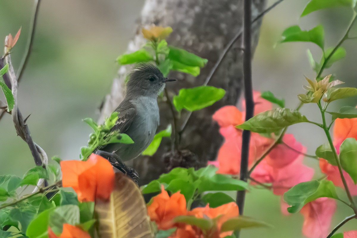 Caribbean Elaenia - ML643504670