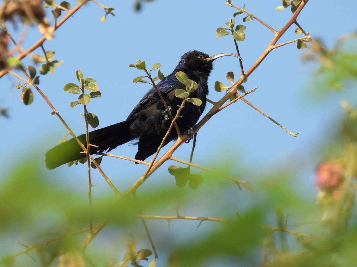 Common Scimitarbill - ML643504674