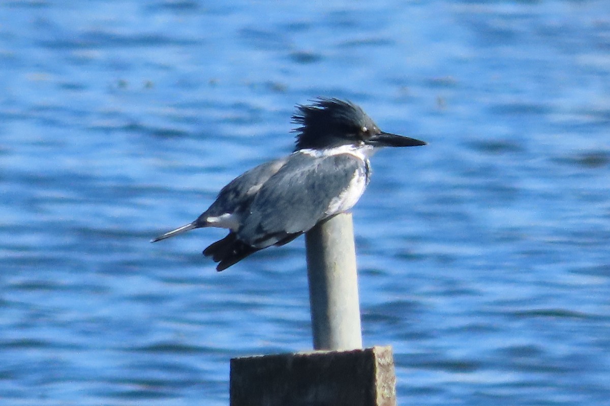 Belted Kingfisher - ML643504677