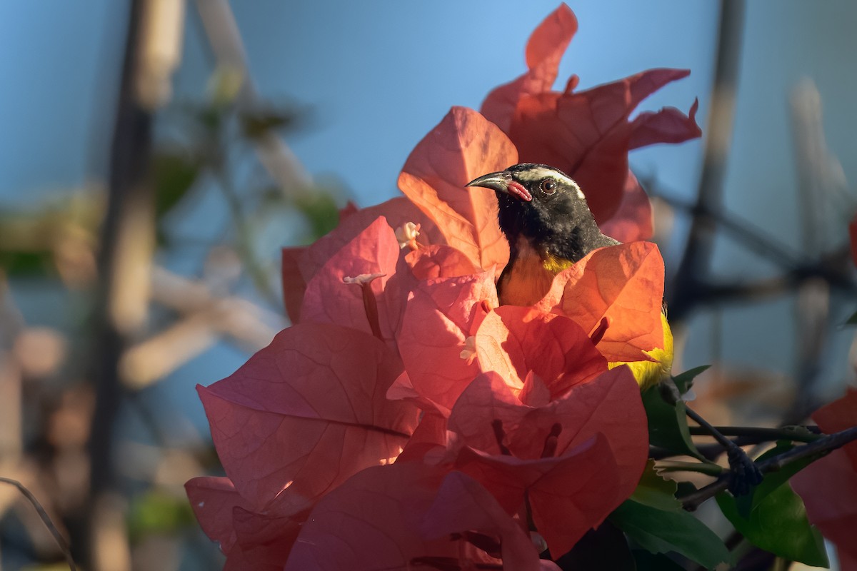 Bananaquit - ML643504680