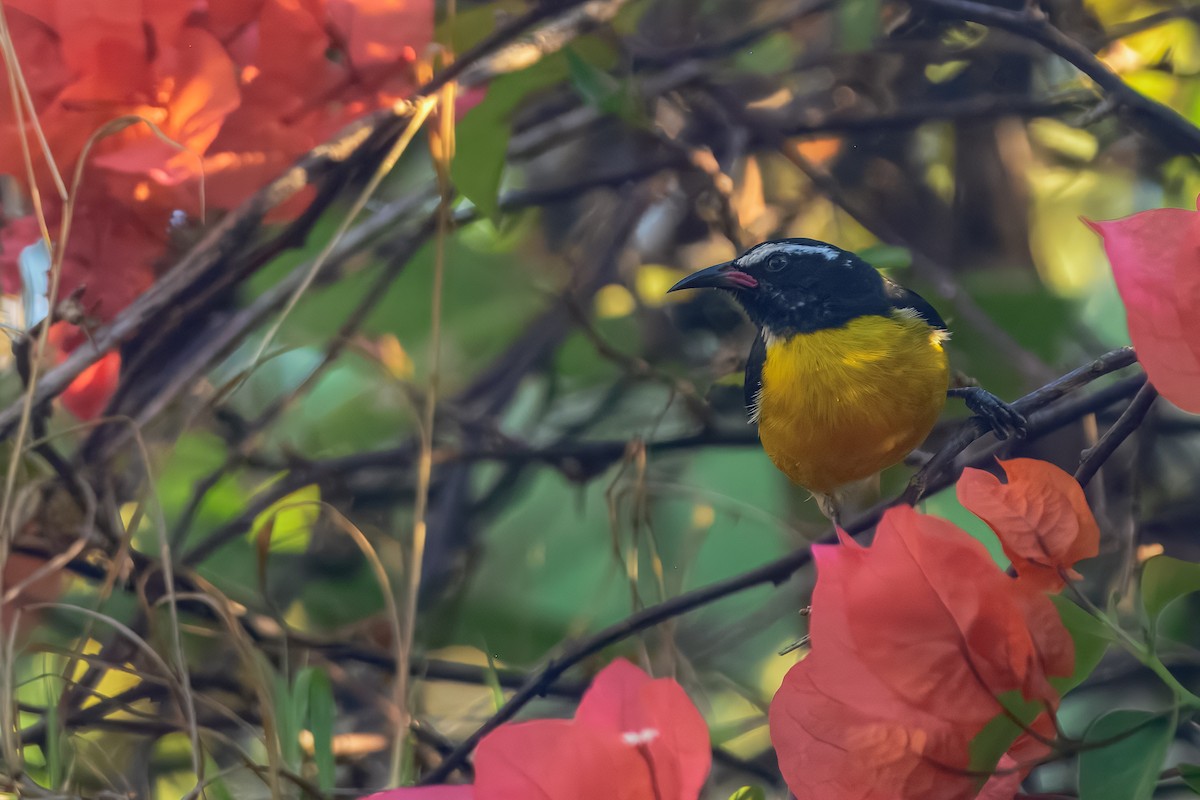 Bananaquit - ML643504681