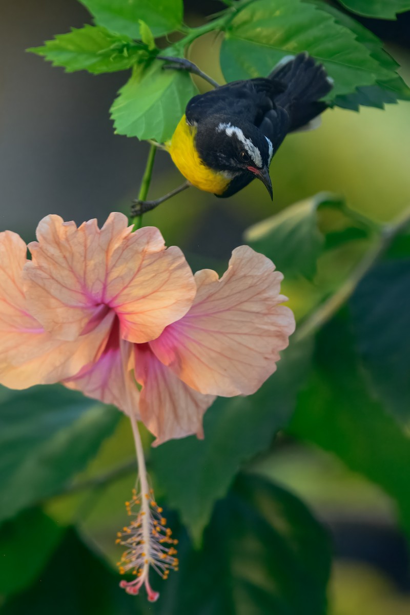 Bananaquit - ML643504682