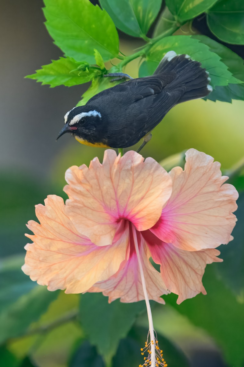 Bananaquit - ML643504683