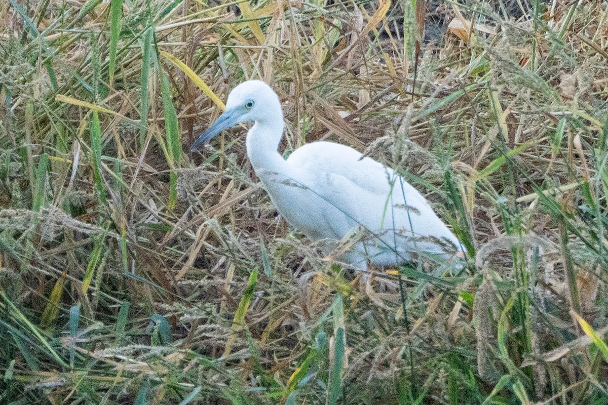 Little Blue Heron - ML643504691