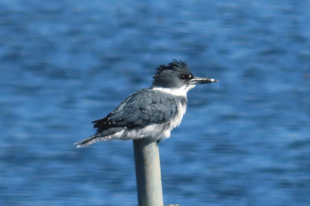 Belted Kingfisher - ML643504692