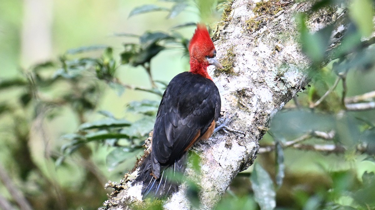 Красношейный дятел - ML643504701