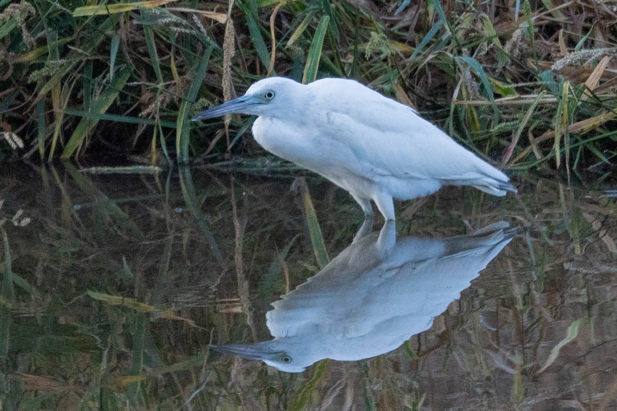 Little Blue Heron - ML643504702