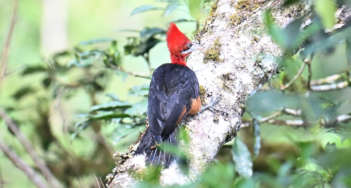 Красношейный дятел - ML643504711