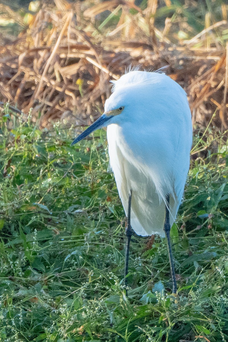 Snowy Egret - ML643504713