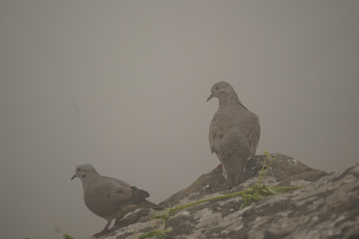 Eared Dove - ML643504717