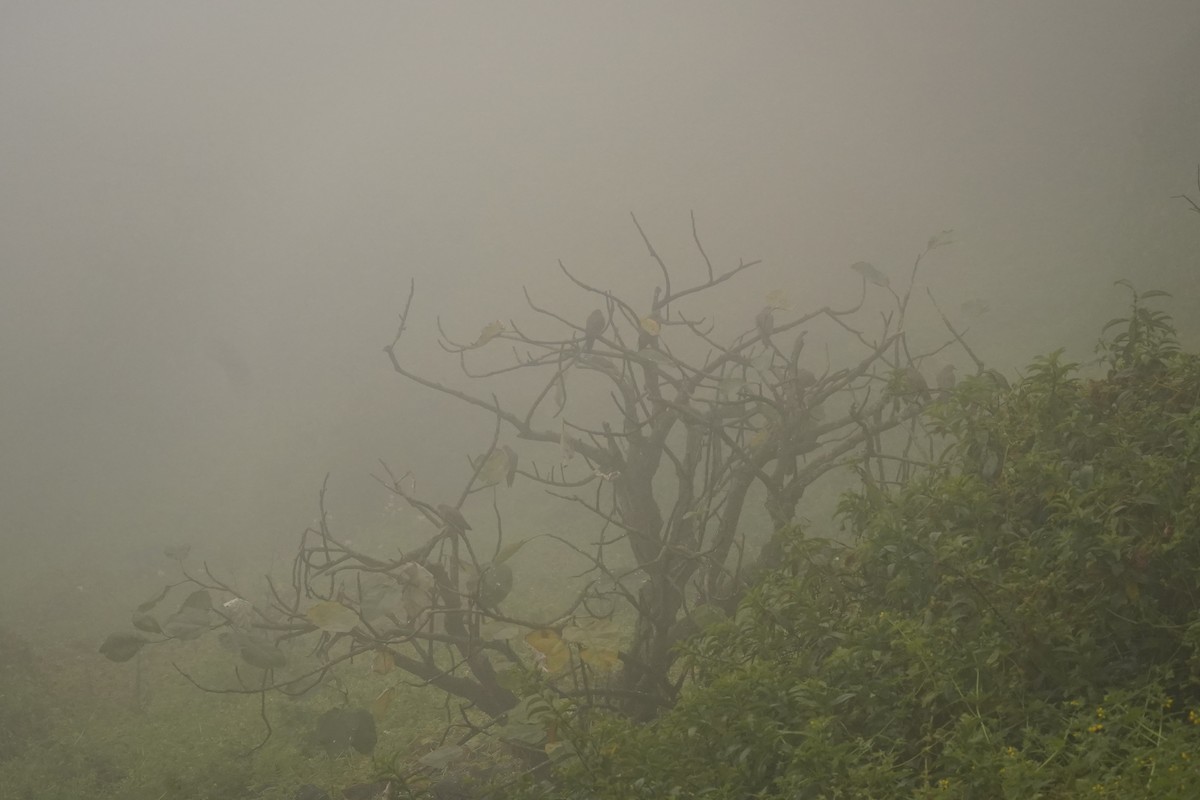 Eared Dove - ML643504718