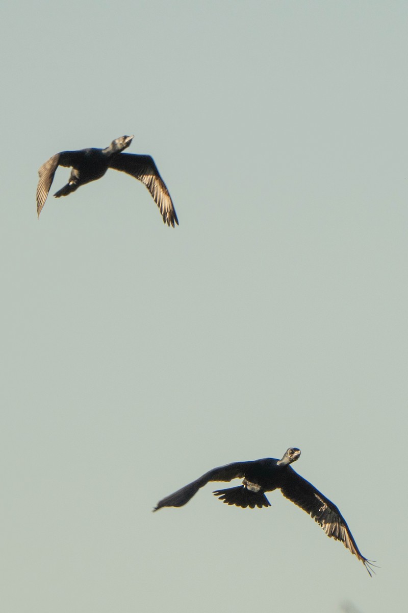 Neotropic Cormorant - ML643504721