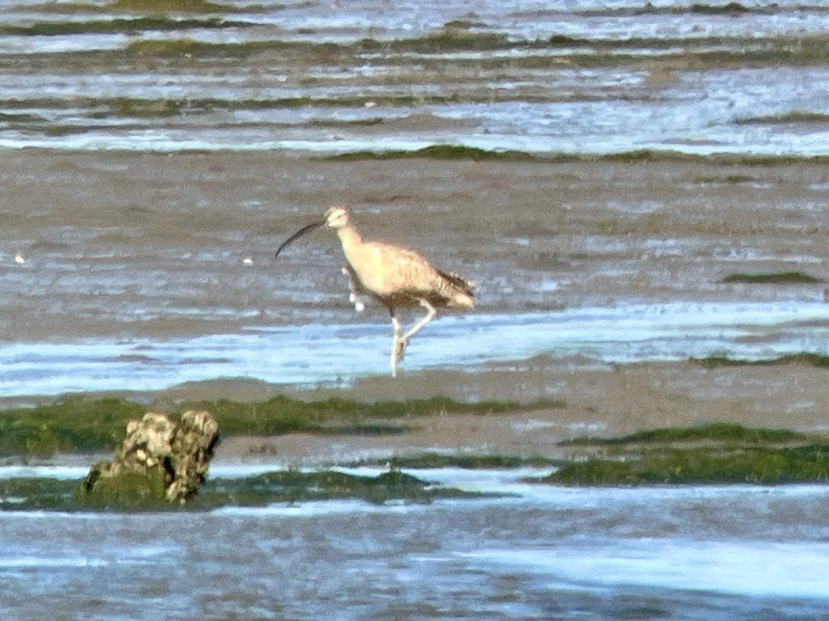 Long-billed Curlew - ML643504734