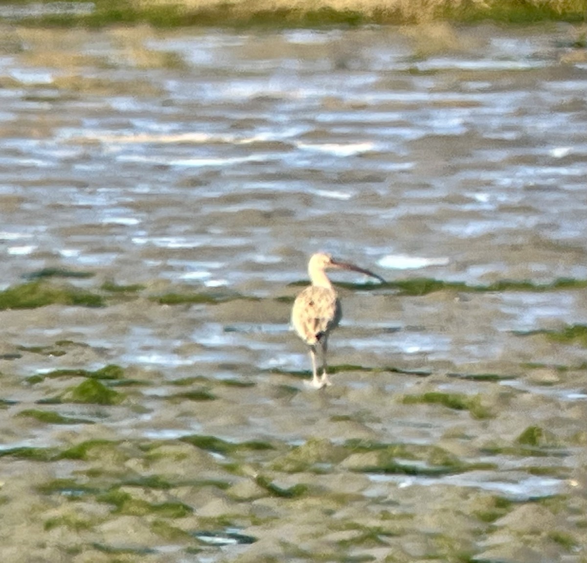 Long-billed Curlew - ML643504736