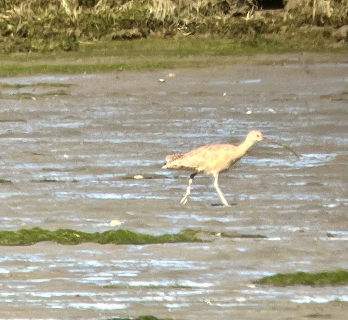 Long-billed Curlew - ML643504737