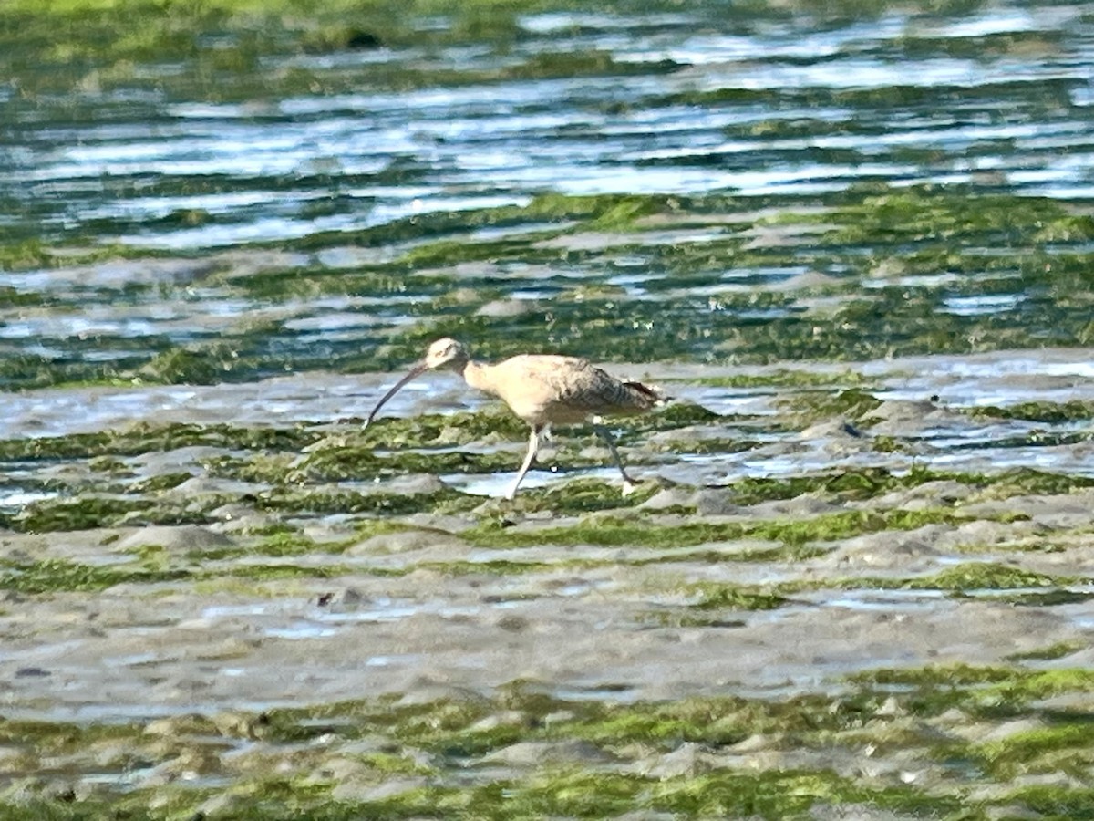 Long-billed Curlew - ML643504740