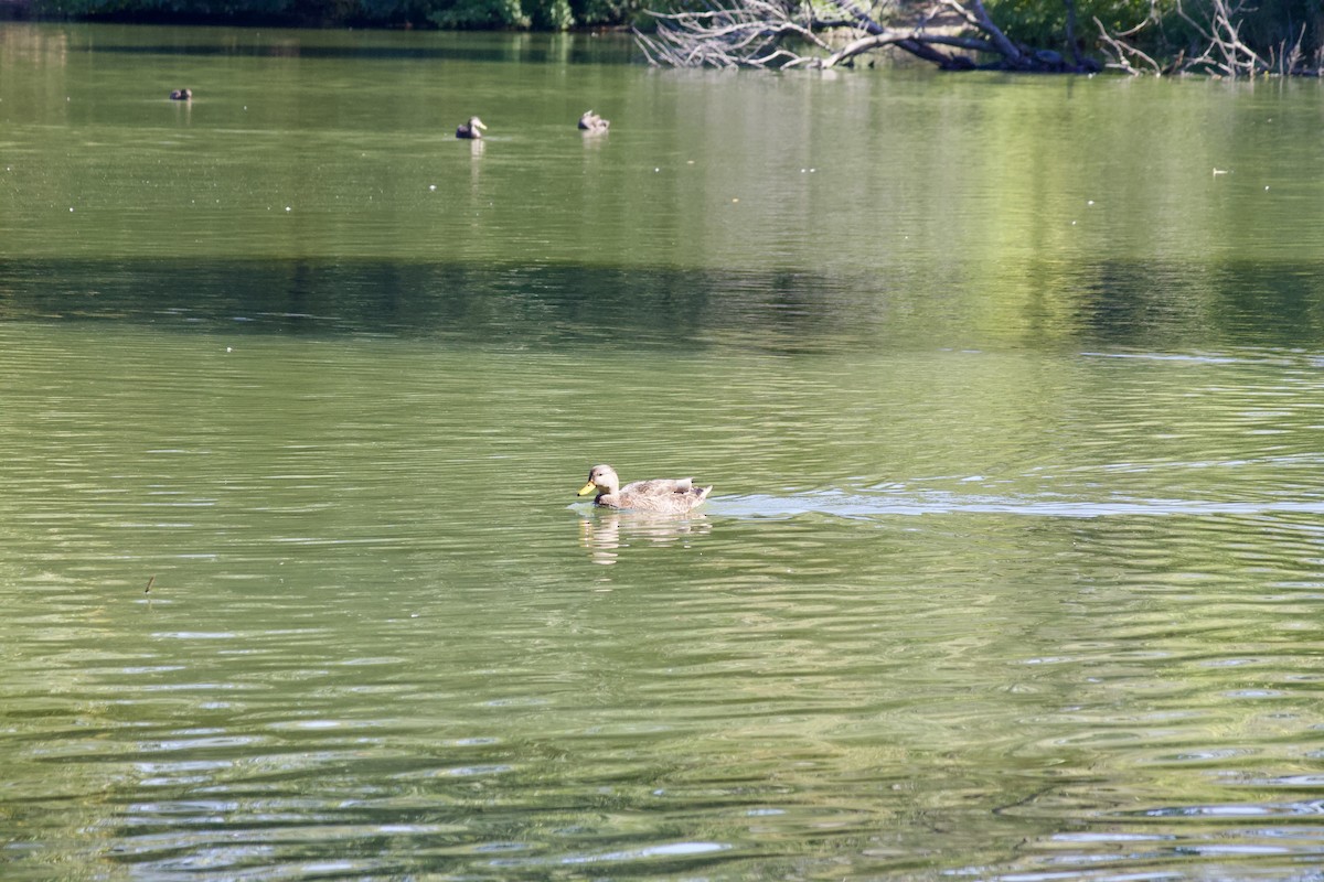 マガモ - ML643504742
