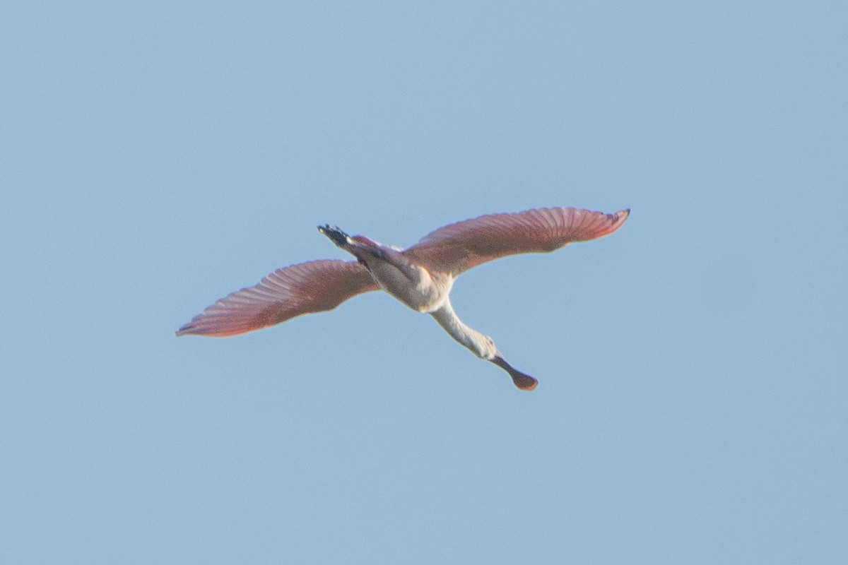 Roseate Spoonbill - ML643504746